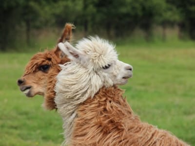 Alpaca (Suri) - De Zonnegloed - Dierenpark - Dieren opvangcentrum - Sanctuary